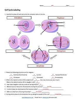 cell cycle labeling worksheet answers
